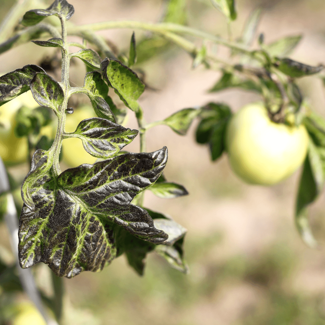AI-Driven Crop Disease Detection