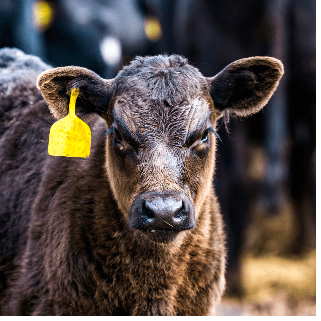 Intelligent Livestock Monitoring